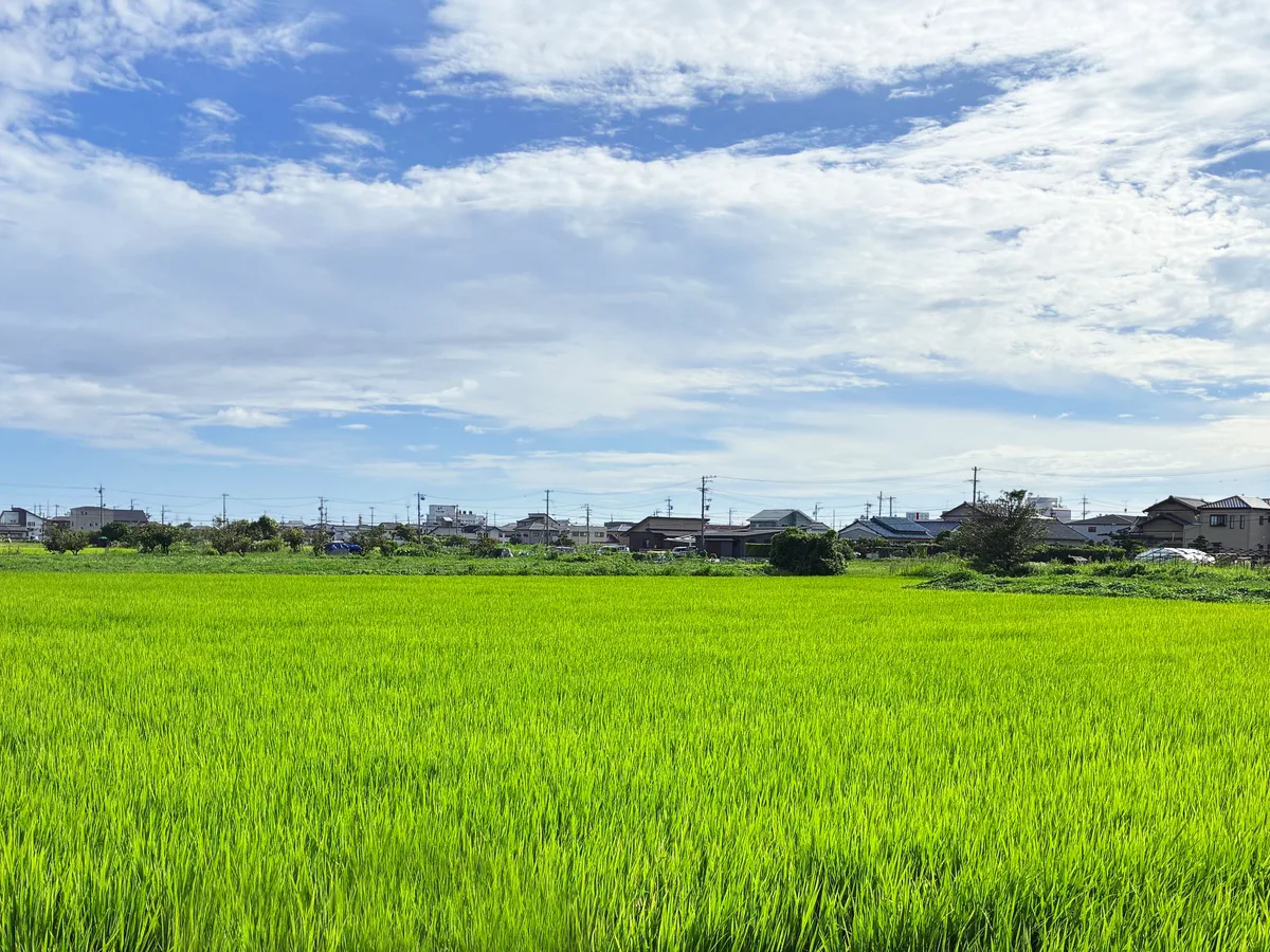 晴れた日の緑豊かな田園風景