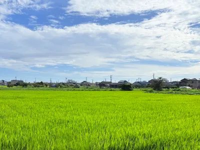 晴れた日の緑豊かな田園風景