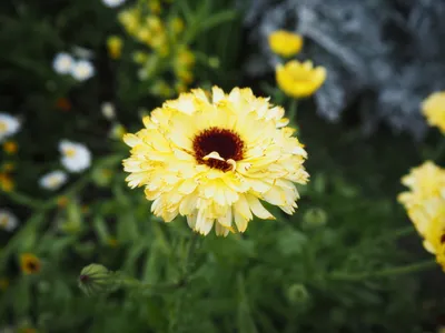 鮮やかな黄色の花と自然の調和