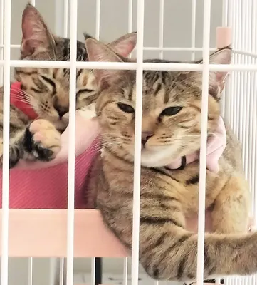 ケージでくつろぐ二匹の猫