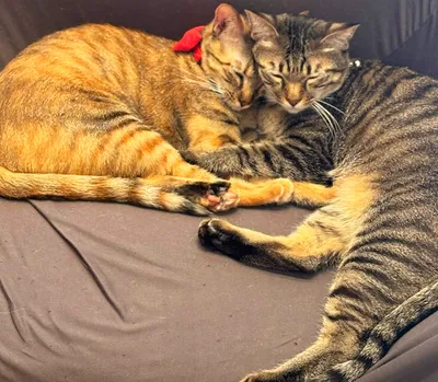 寄り添って眠る2匹の猫