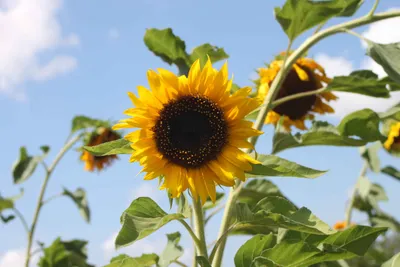 夏空とひまわりの花