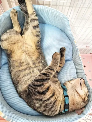 リラックスする猫の昼寝時間