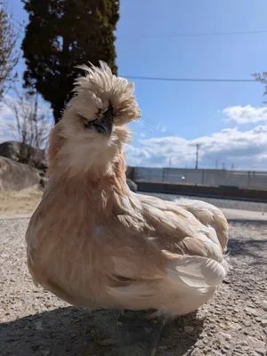 お散歩